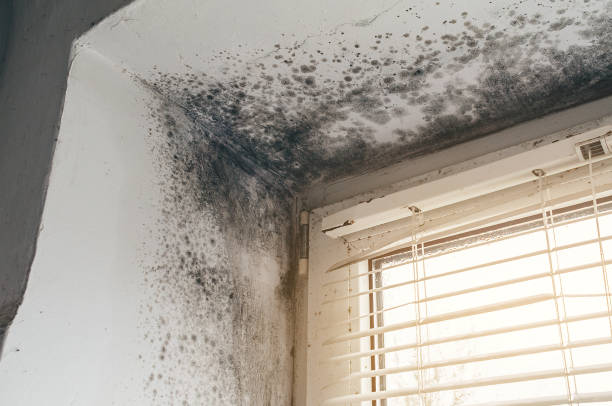 Affordable Attic Mold Removal solutions in Alto, TX